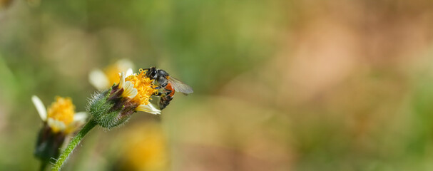 Yellow Bee collecting pollen at yellow flower flower on green natural garden Blur background, Bee flying over the yellow flower in blur background