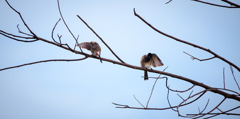 Pair of cute birds preening feathers in the bare tree branch in the morning. Concept of mad and not talking to each other.