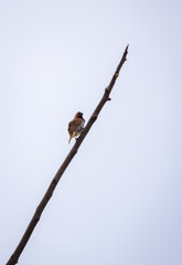 Scaly-breasted munia bird perched on a bare tree branch.