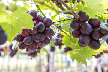 grape in the Farm