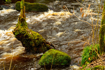 stream in the forest