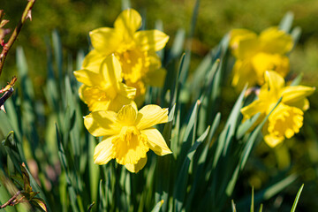 Bright yellow daffodils in spring. Fresh growth, thin green leaves, vibrant petals. Narcissus garden in Poland. Selective focus on the details, blurred background.