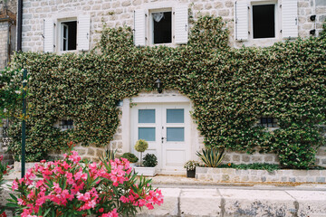 Fototapeta na wymiar Stone facade of the building is entwined with green ivy with a white door and shutters on the windows