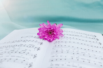 musical notation. Music in notes. Love to music,songwriter.
A pink chrysanthemum flower lies on an...