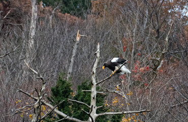 木にとまるオオワシ