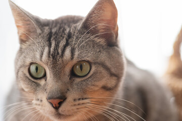 見つめる猫　サバトラ猫