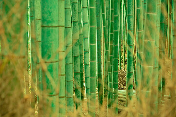 Beautiful bamboo grove