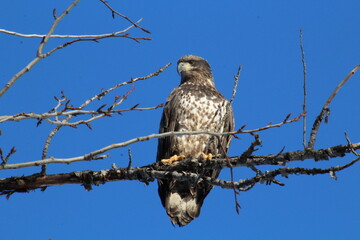 bird of prey on the branch, Gold Bar Park, Edmonton, Alberta