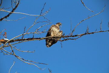 Taking Off, Gold Bar Park, Edmonton, Alberta