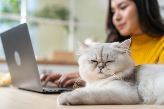 Asian attractive business woman typing on laptop and look at her cat. 
