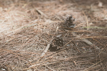 Real nature beauty background. Copy space matt vintage blur effect light brown gray color. Dry leaves grass spruce pine needle two fallen cones on ground surface moss forest. Minimalism Simple, autumn