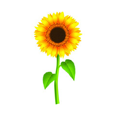 Realistic Sunflower With Green Branch And Leaves