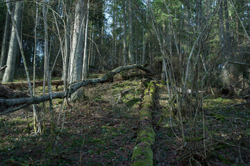 Forest landscape. Impenetrable forest. Wildlife. 