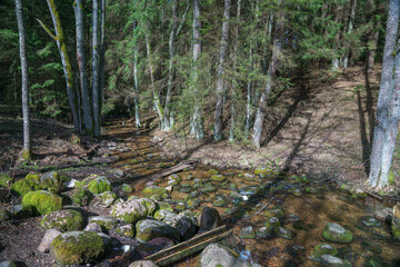 Mysterious forest river. Landscape. Dark forest.