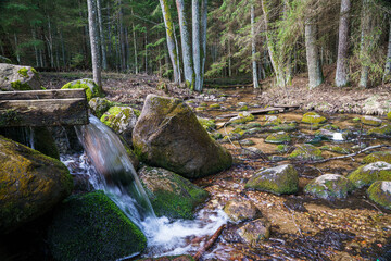 Mysterious forest river. Landscape. Dark forest.