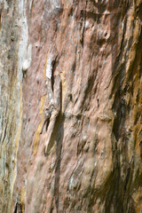 bark for creating background and texture
