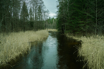 Mysterious forest river. Landscape. Dark forest.