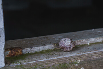 Snail on the window. Sink. 