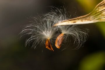 Close up shot of Milkweed plant with pods flying out