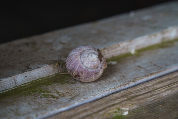 Snail on the window. Sink. 