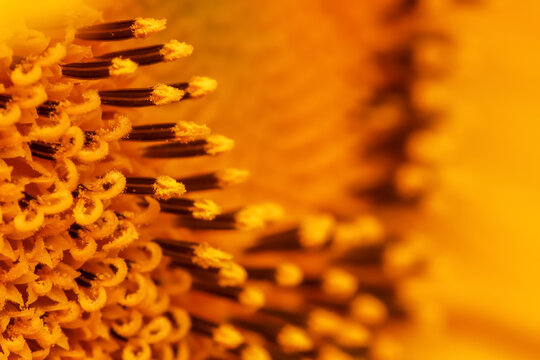 Extreme close up shot of Sunflower internal details