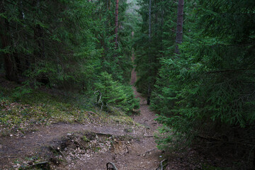 Forest landscape. Mysterious path in the forest.