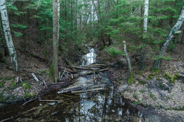 Mysterious forest river. Landscape. Dark forest.