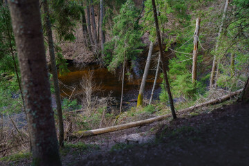 Mysterious forest river. Landscape. Dark forest.