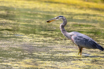 Great blue heron hunting fish in the marsh lands