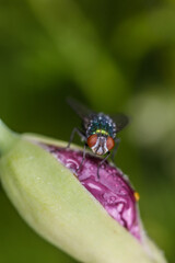 Macro green fly on a flower bud