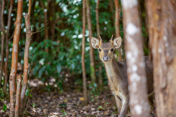 deer in the woods