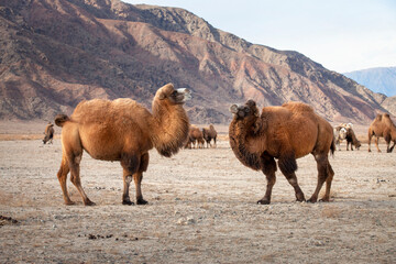 chameaux bactrianes