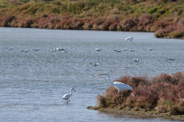 Obraz premium group of little egrets (Egretta garzetta) and great egret (Ardea alba) in the la tancada lagoon, delta del ebro. Tarragona