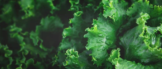  Banner with texture of organic healthy green lettuce plants. Local vegetable planting farm. Fresh Green Curly iceberg salad leaves growing texture. Natural vegetable garden background © Aleksandra Konoplya