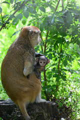A mother monkey is feeding her cubs in the middle of the forest. Baby monkey is suckling milk from its mothe