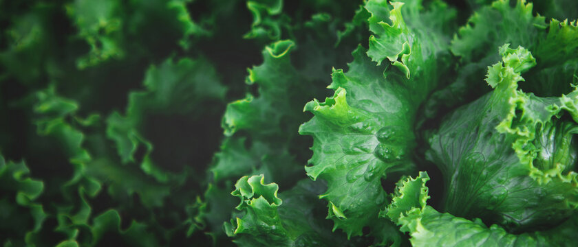 Banner with texture of organic healthy green lettuce plants. Local vegetable planting farm. Fresh Green Curly iceberg salad leaves growing texture. Natural vegetable garden background