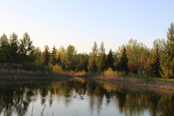 Fototapeta na wymiar reflection of trees in the lake, Gold Bar Park, Edmonton, Alberta