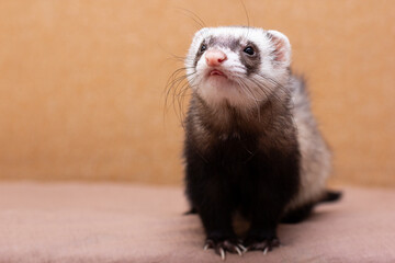 The cute funny ferret portrait banner copy space