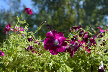 Fototapeta premium Beautiful bright petunia flowers in sunny day.