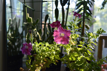 Balcony floriculture. Sunlit petunia against the background of cactus and crassula.