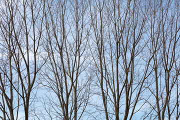 Row of Canadian poplars in winter with blue sky in the background. Populus canadensis.