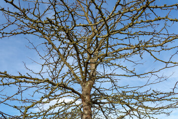 Gleditsia triacanthos. Leafless three-spine acacia in winter with blue sky in the background.