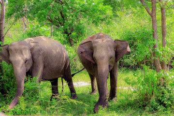 Fototapeta na wymiar The elephant eats grass in the jungle 