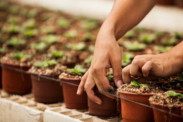 Hand of gardener holds seedling of small apple tree in her hands preparing to plant it in the ground. Tree planting concept. High quality photo