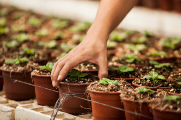 Hand of gardener holds seedling of small apple tree in her hands preparing to plant it in the ground. Tree planting concept. High quality photo