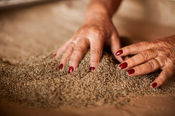 Hand of gardener holds seedling of small apple tree in her hands preparing to plant it in the ground. Tree planting concept. High quality photo