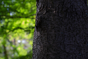 The surface of a dry tree in Kanagawa, Japan.