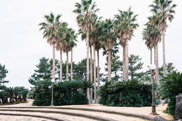 Tropic park with palm trees on jeju island in South Korea.