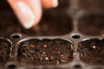 Hand of gardener holds seedling of small apple tree in her hands preparing to plant it in the ground. Tree planting concept. High quality photo