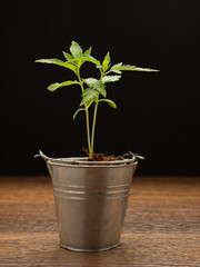 Cannabis seedling in a potted against a black background